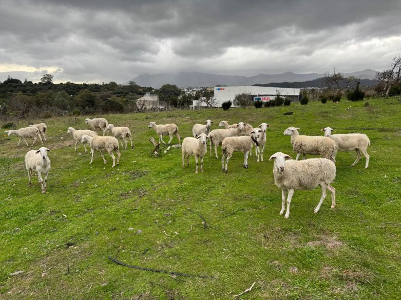 Finca tradicional con vistas al mar en gran parcela rústica